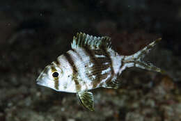 Image of Barred large-eye bream