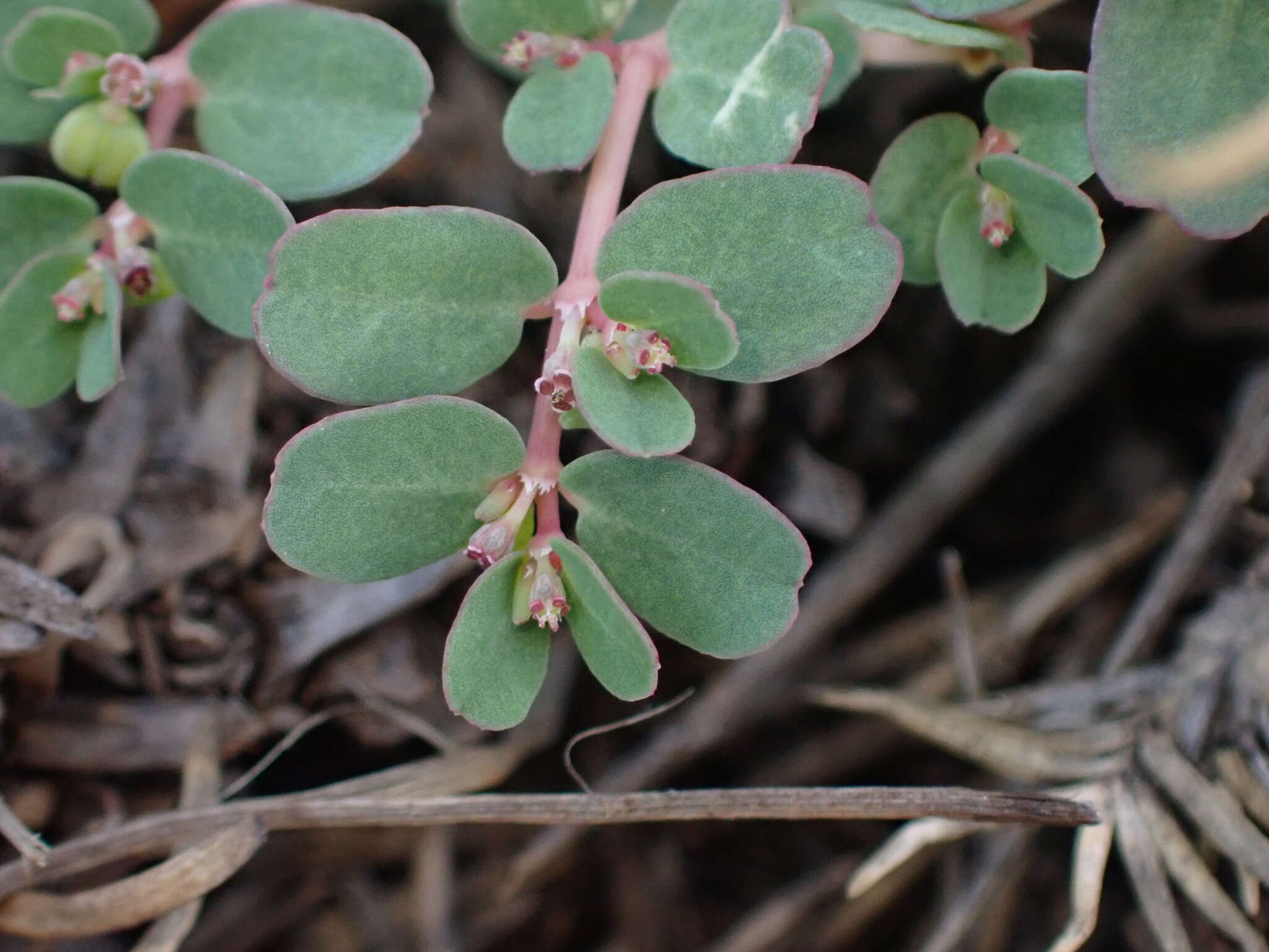 Imagem de Euphorbia taihsiensis (Chaw & Koutnik) Oudejans