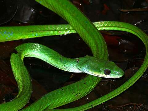 Chlorosoma viridissimum (Linnaeus 1758) resmi