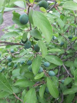 Image of Prunus spinosa subsp. dasyphylla (Schur) Domin