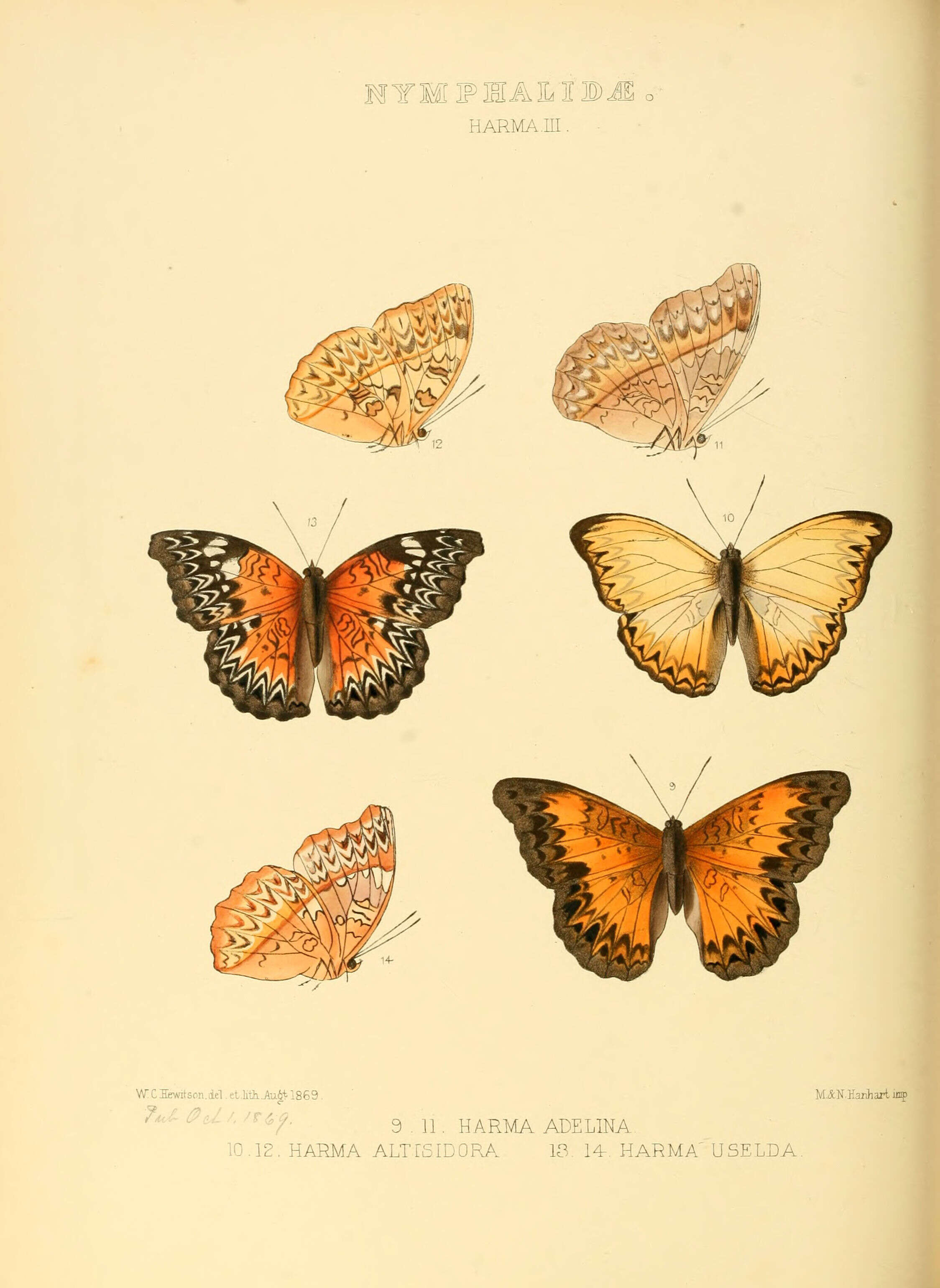 Image of Cymothoe sangaris Godart 1823