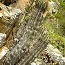 Image of Euphorbia polygona Haw.