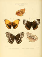 Слика од Cymothoe harmilla Hewitson 1874