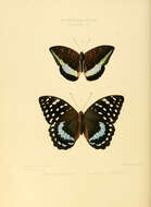 Слика од Tanaecia calliphorus Felder 1861