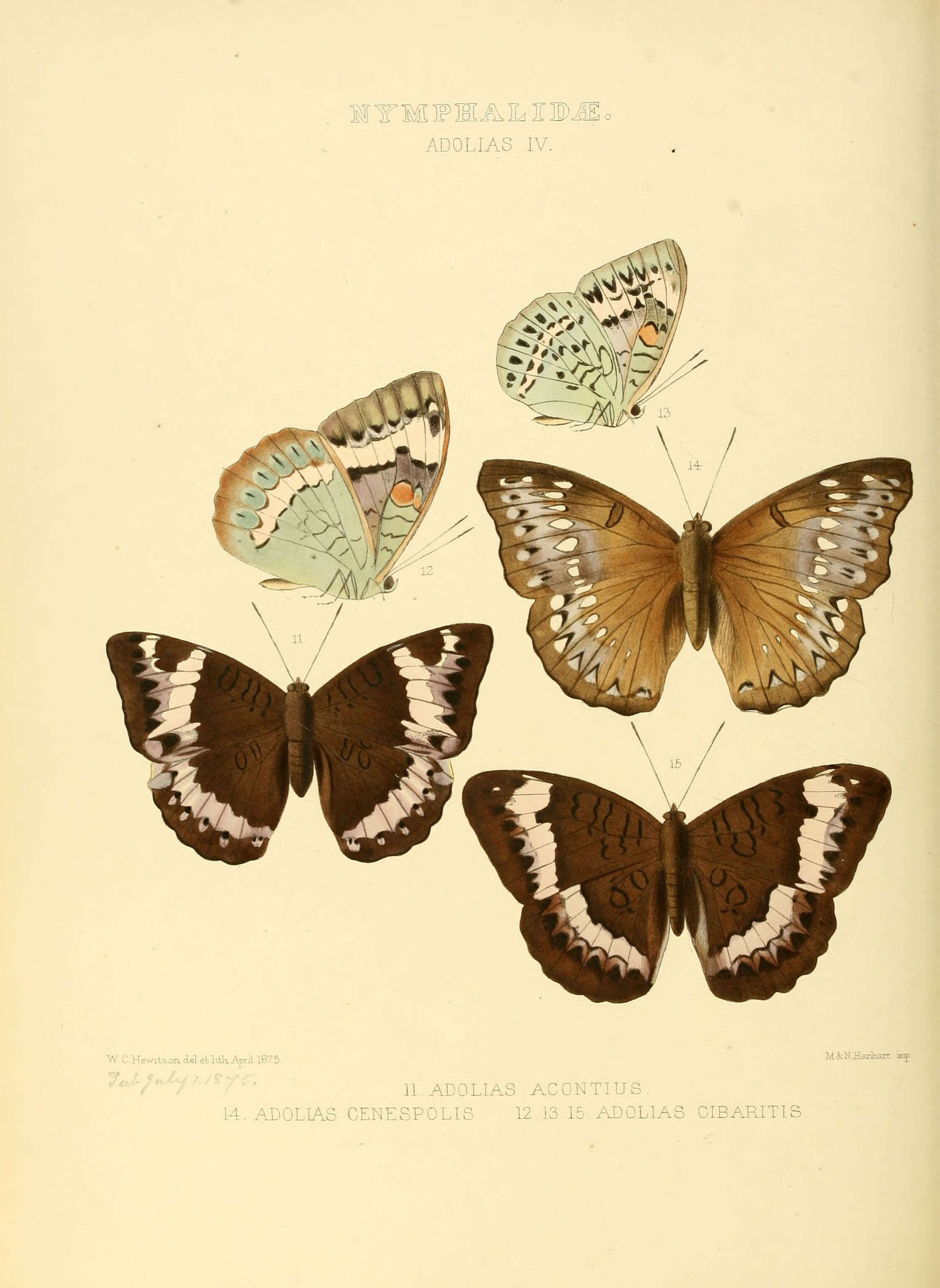 Tanaecia cibaritis Hewitson 1874 resmi