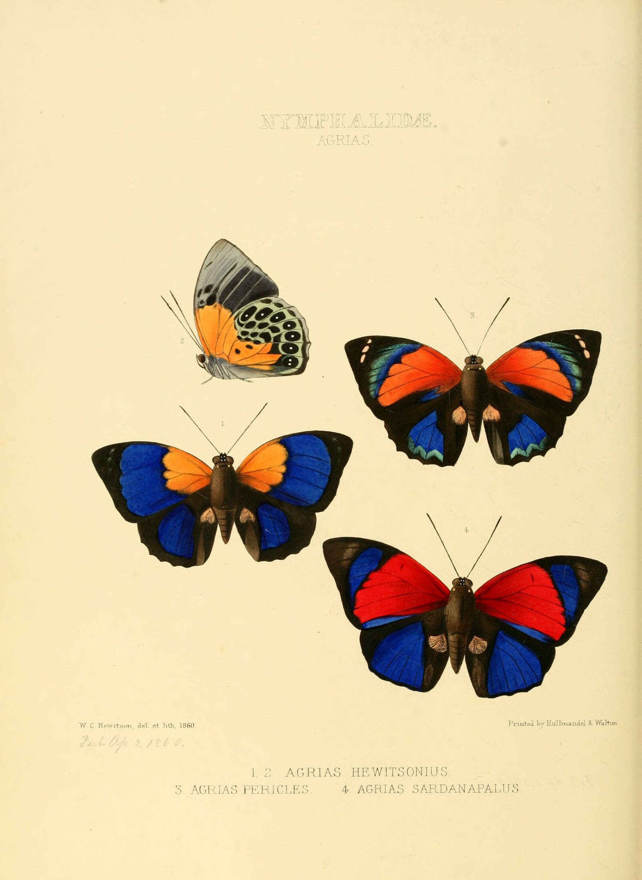 Plancia ëd Agrias amydon Hewitson 1853