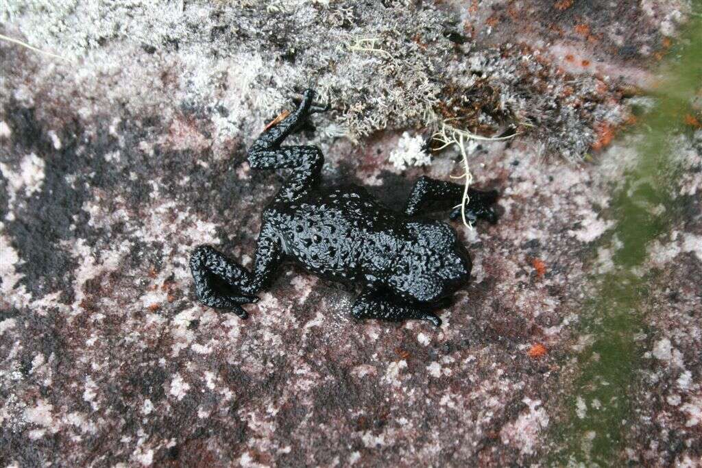 Image of Venezuela pebble toad