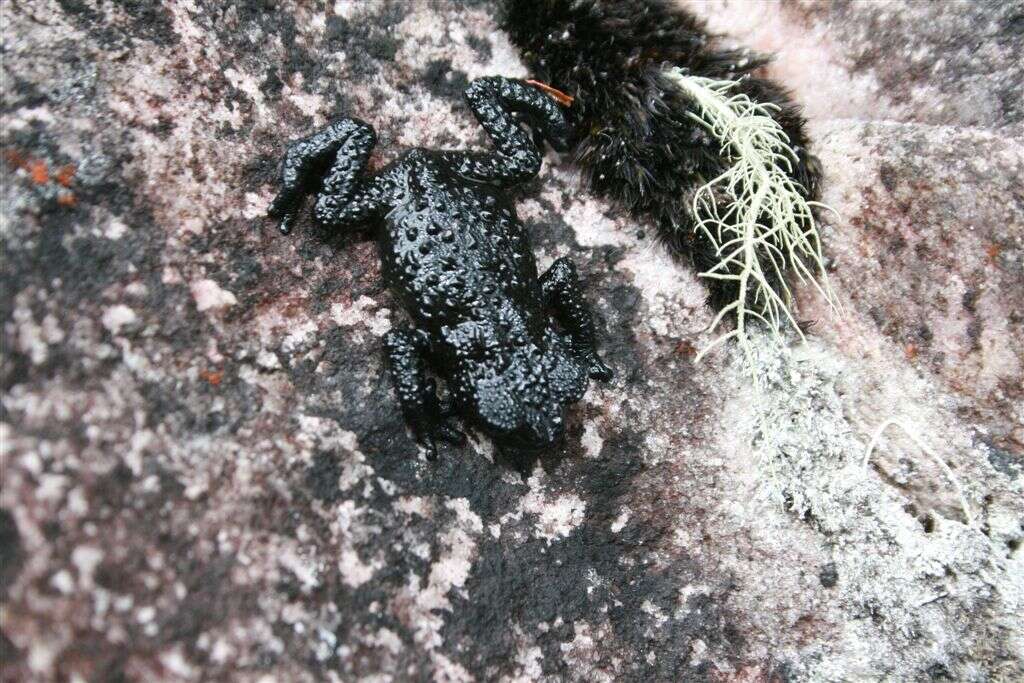 Image of Venezuela pebble toad