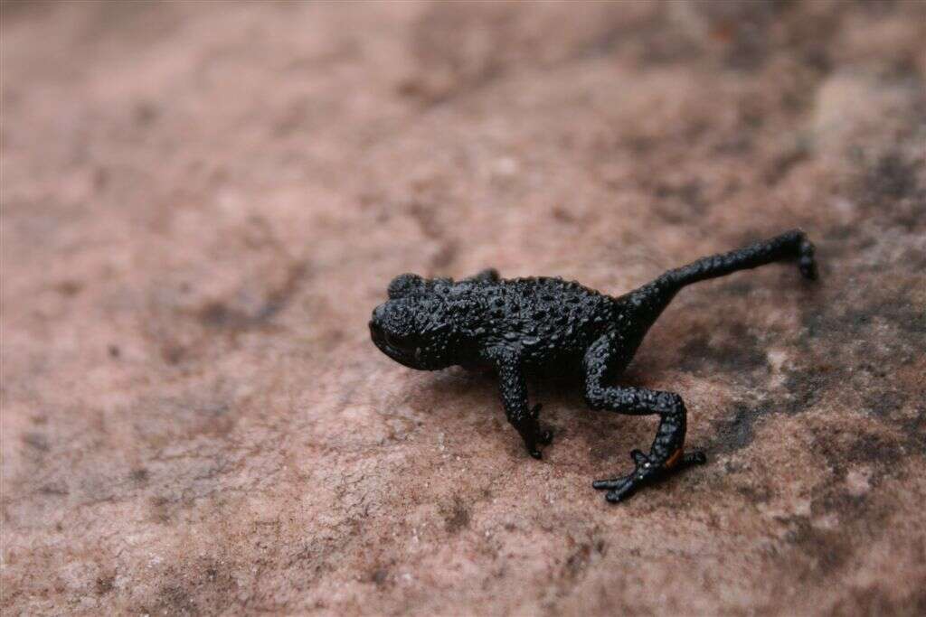 Image of Venezuela pebble toad