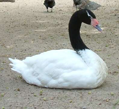 Image of Black-necked Swan