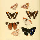 Image of Apatura sordida Moore 1865