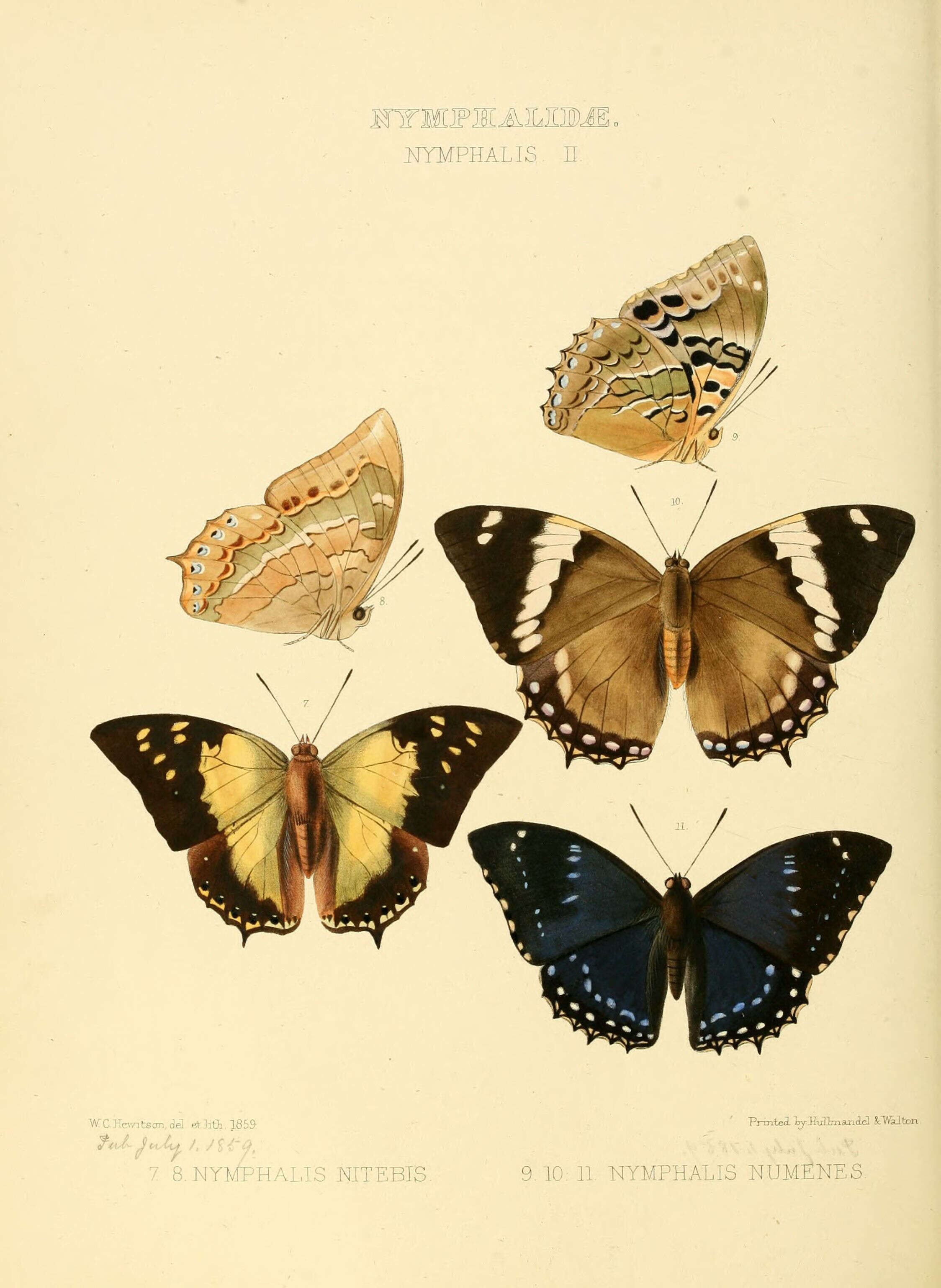 Charaxes nitebis Hewitson 1859 resmi