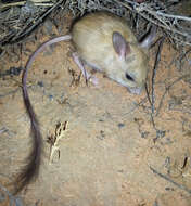 Image of dusky hopping mouse