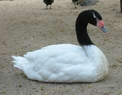 Imagem de Cisne-de-pescoço-preto