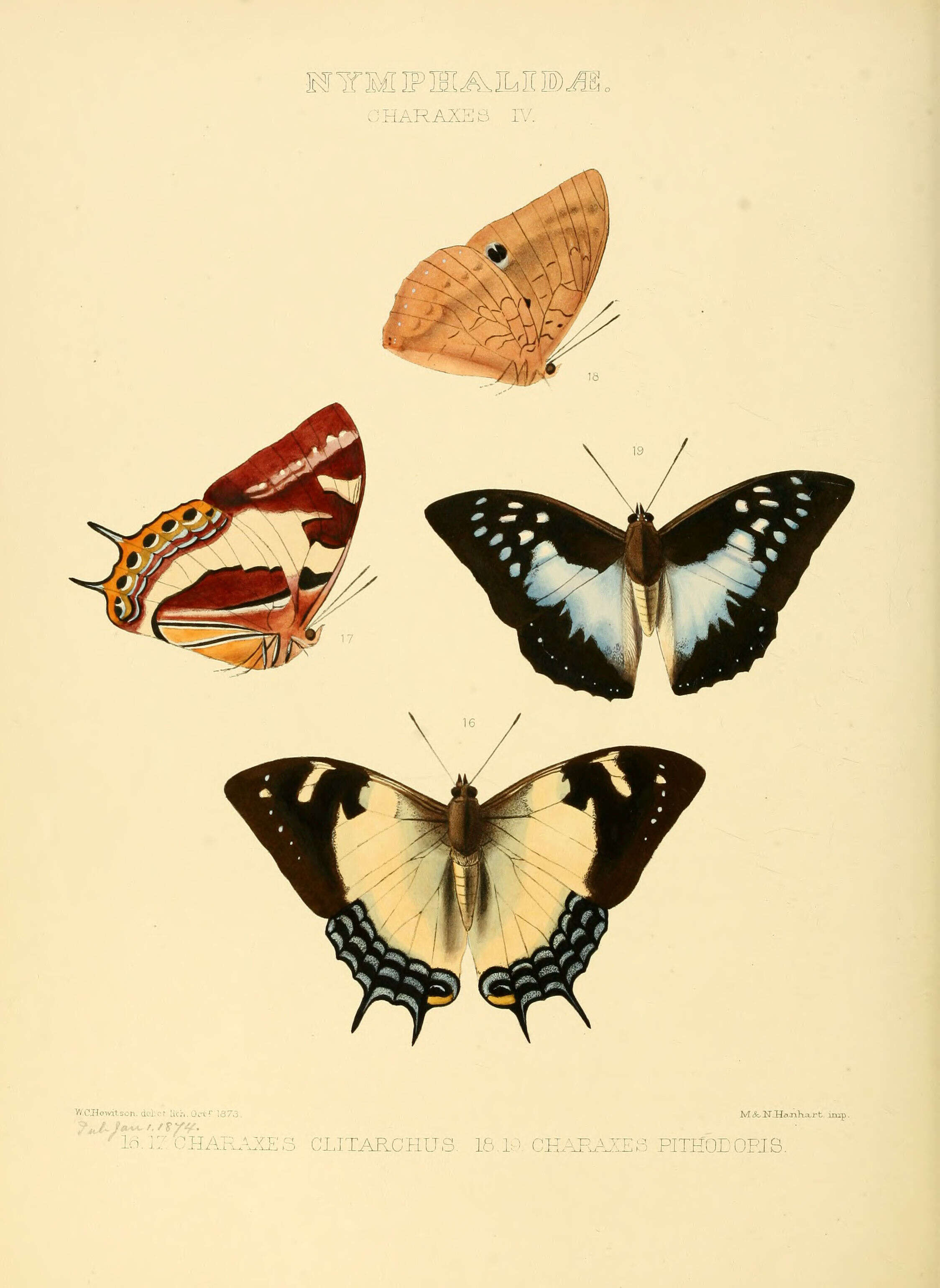 Imagem de Charaxes pythodoris Hewitson 1873