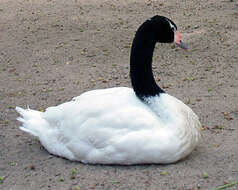 Imagem de Cisne-de-pescoço-preto