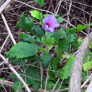 Imagem de Hibiscus syriacus L.