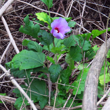 Imagem de Hibiscus syriacus L.