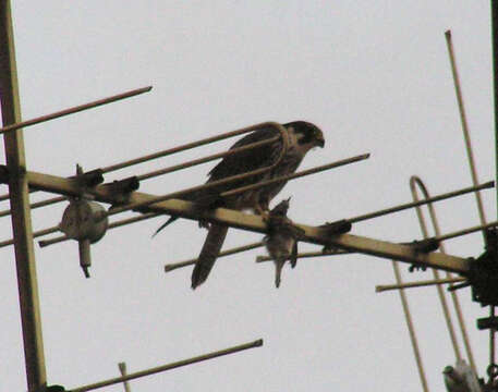 Image of Eurasian Hobby