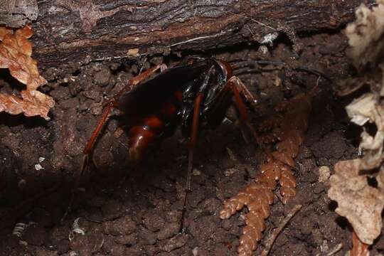 Imagem de Tachypompilus ferrugineus nigrescens