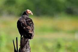 Image of Lesser Yellow-headed Vulture