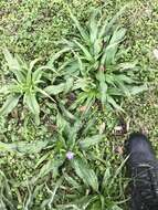 Image of diffuse spiderwort