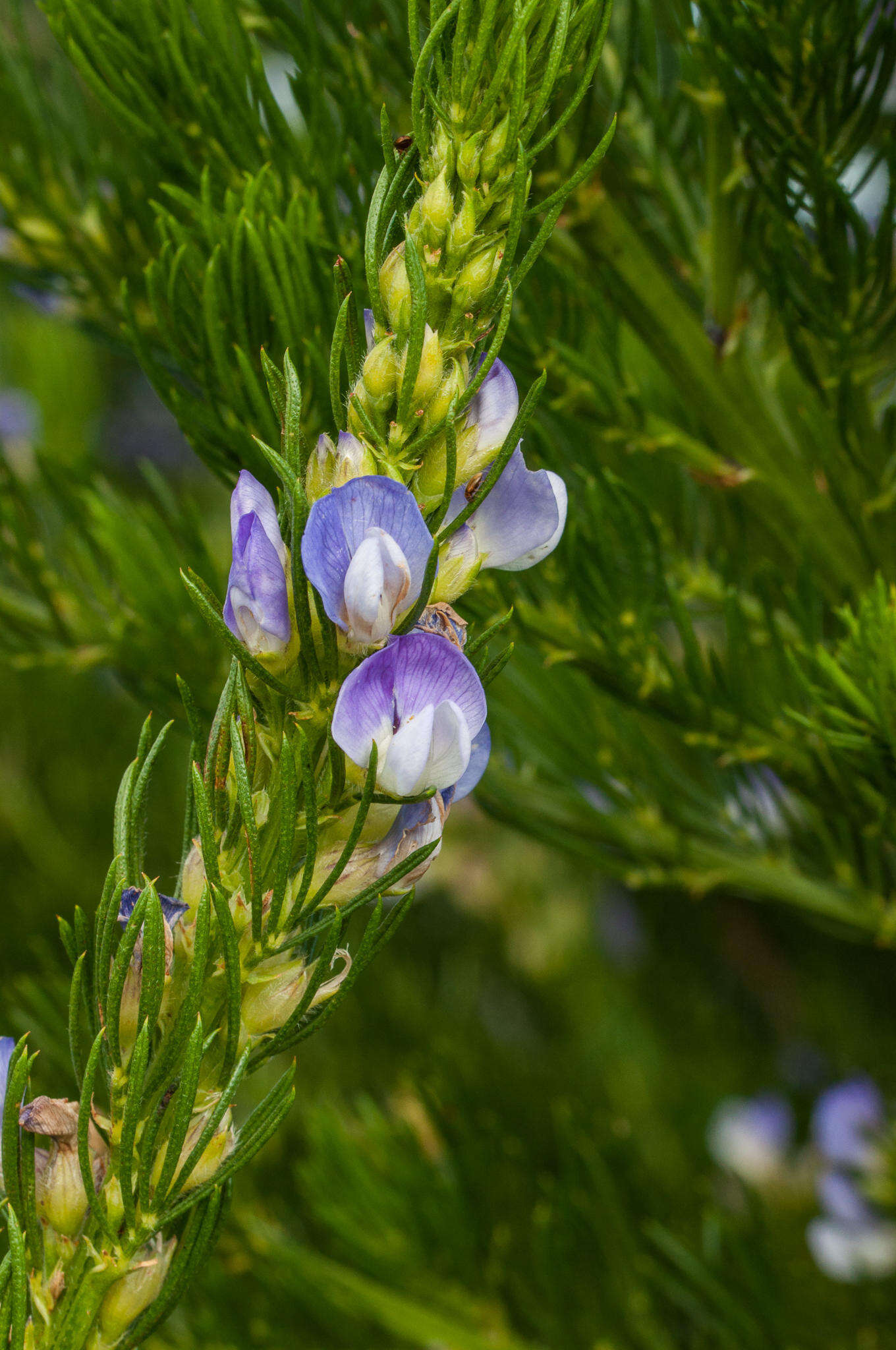 Plancia ëd Psoralea pinnata L.