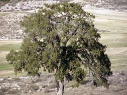 Imagem de Juniperus thurifera L.