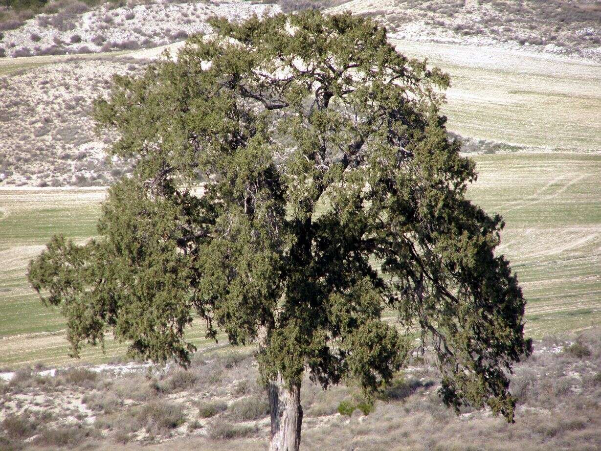 Слика од Juniperus thurifera L.