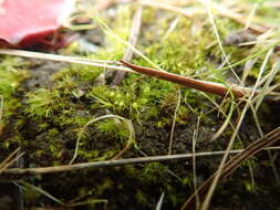 Image of acuminate pleuridium moss