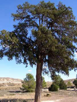 Juniperus thurifera L.的圖片