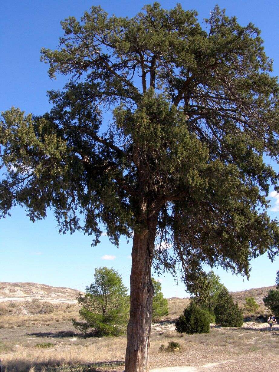 Слика од Juniperus thurifera L.