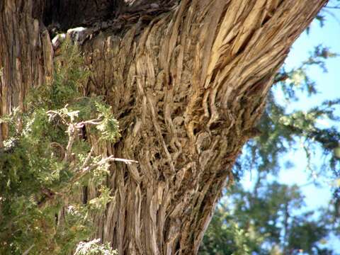 Juniperus thurifera L.的圖片