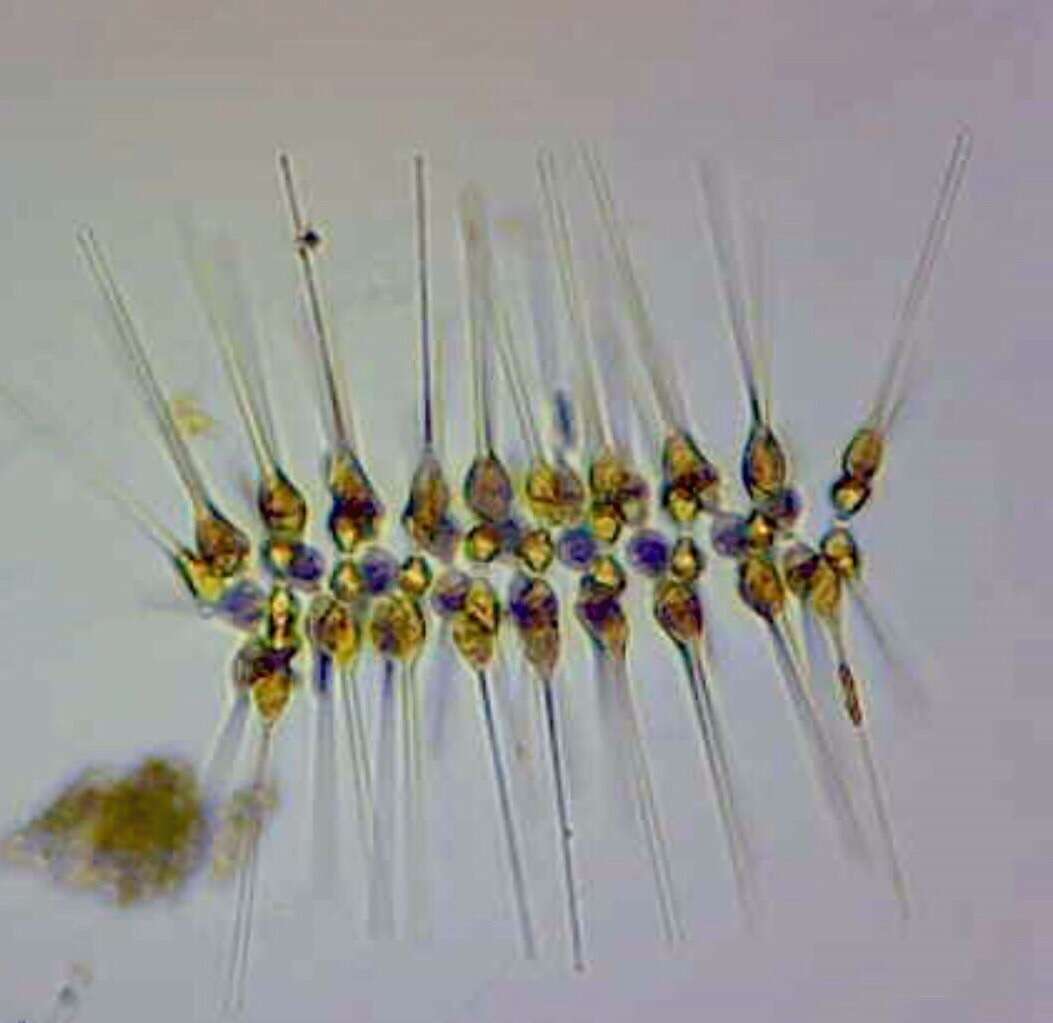 Sivun Asterionellopsis kuva
