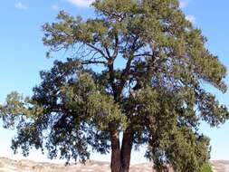 Imagem de Juniperus thurifera L.