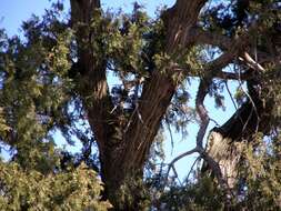 Imagem de Juniperus thurifera L.