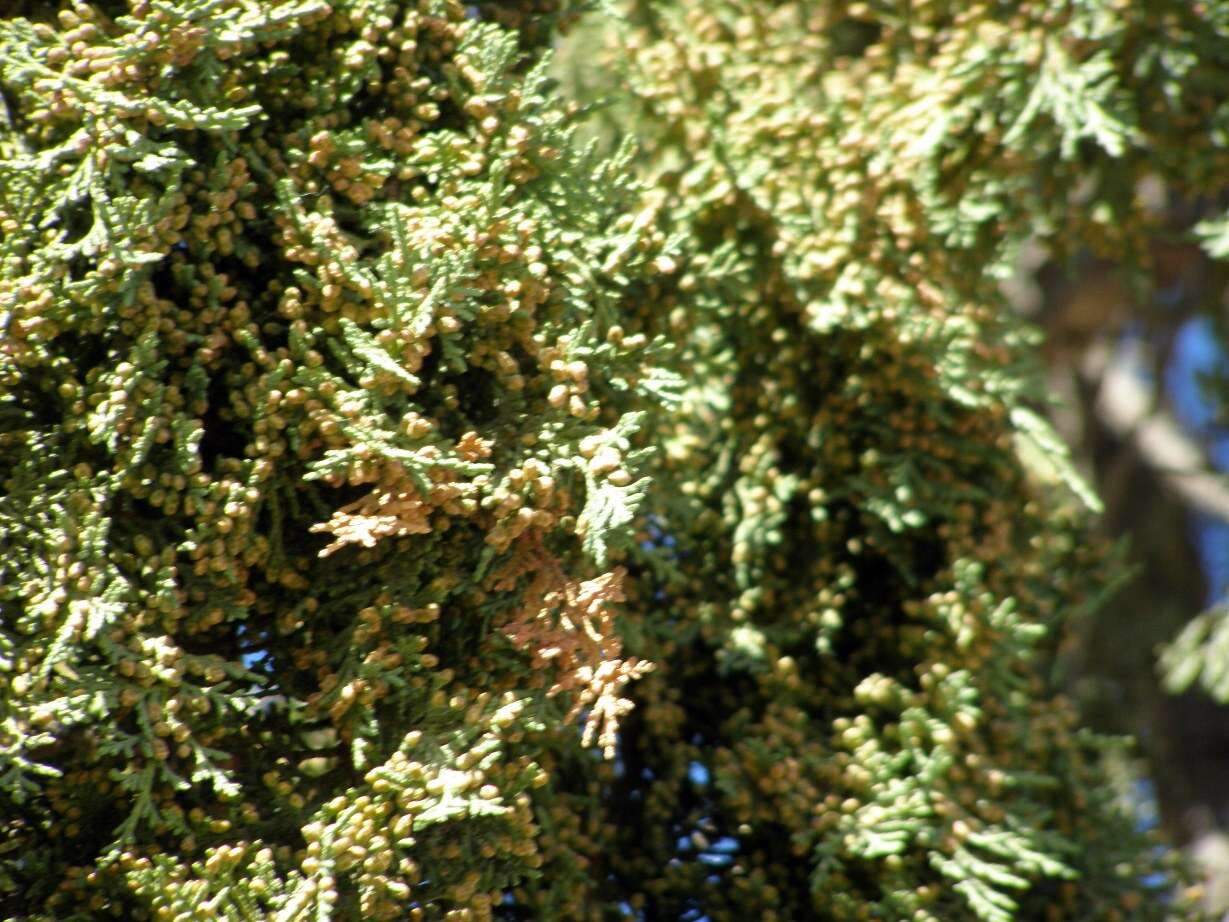 Слика од Juniperus thurifera L.