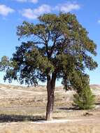 Imagem de Juniperus thurifera L.