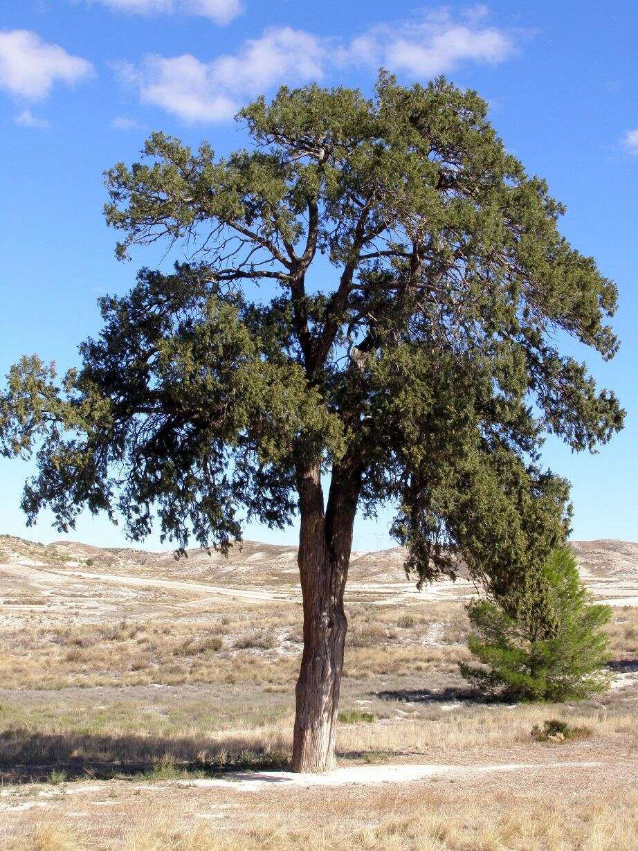 Imagem de Juniperus thurifera L.