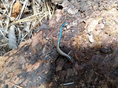 Image of Oak Forest Skink