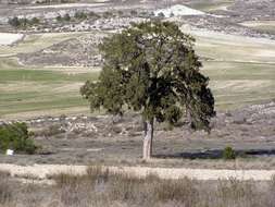 Слика од Juniperus thurifera L.