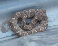 Image of Bothrops diporus Cope 1862