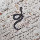 Image of Mountain Slug Snake