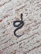 Image of Mountain Slug Snake