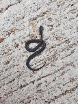 Image of Mountain Slug Snake