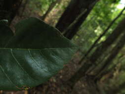 Image of Pterospermum diversifolium Bl.