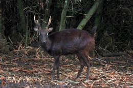 Image of Philippine Brown Deer