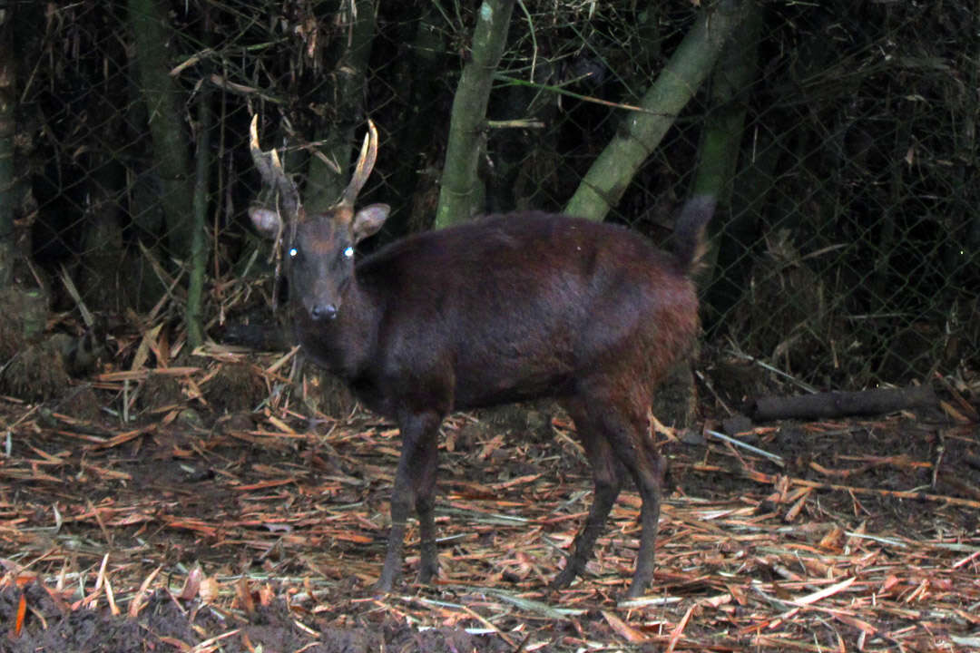 Image of Philippine Brown Deer