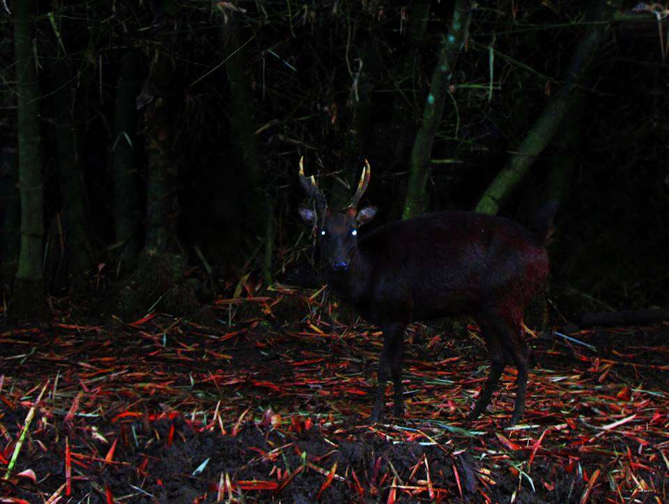 Image of Philippine Brown Deer