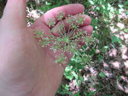 Image of hairy angelica